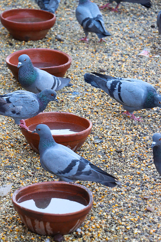 一排水碗的特写图像，一组野生家养鸽子(Columba livia domestica)在印度的柏油路面上吃种子，喂养圣鸟，不卫生的害虫讨厌的鸟群造成粪便混乱，重点放在前景